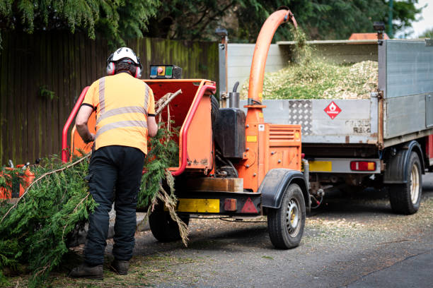 Best Hazardous Tree Removal  in , OH