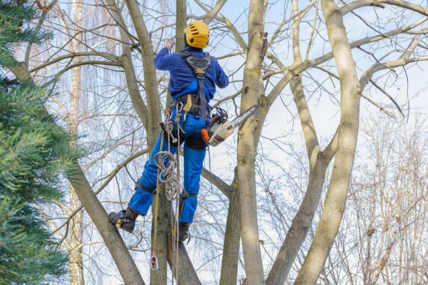 Best Tree and Shrub Care  in , OH
