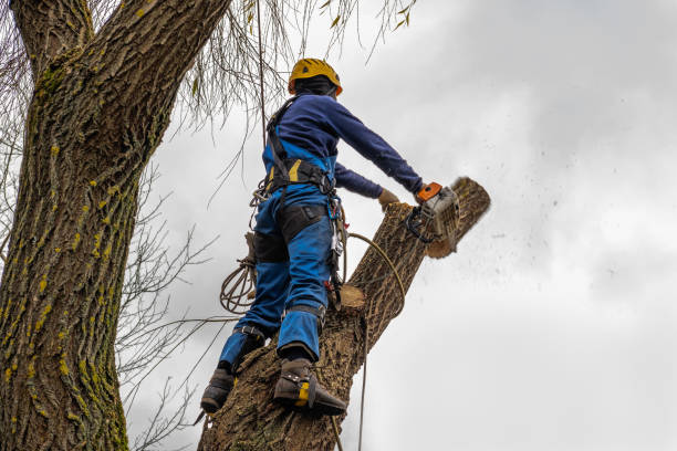 Best Tree Preservation Services  in , OH