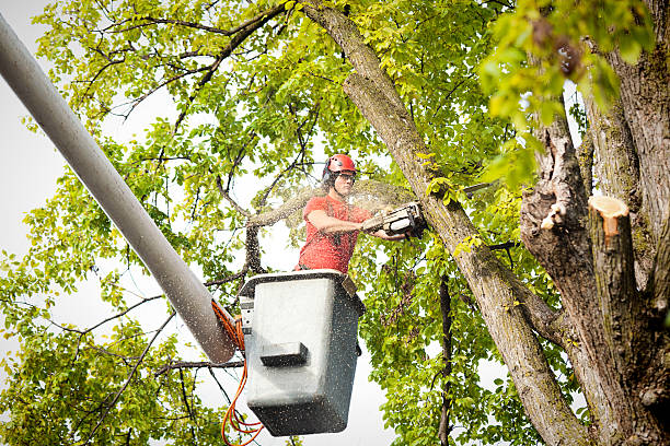 Best Tree Disease Treatment  in , OH
